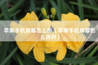 苹果手机屏幕怎么拆（苹果手机屏幕怎么拆开）